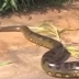 VÍDEO: cobra gigante é flagrada atravessando estrada no Acre; homem tenta arrastar animal