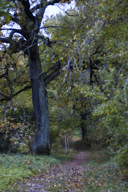 Autumn in Minsk park