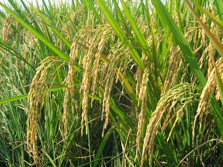 Membuat Padi Tumbuh Seperti Jagung