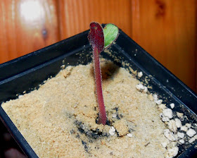 Young seedling