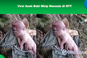 Viral Anak Babi Mirip Manusia di NTT, Begini Penampakannya!