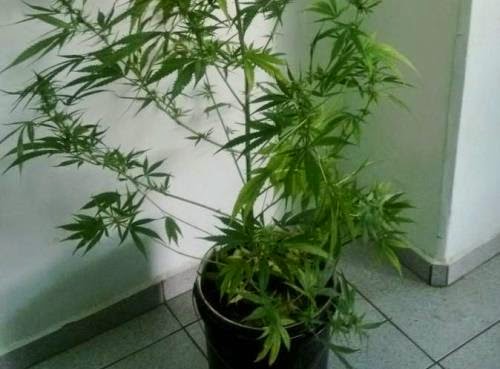 Jovens desafiam autoridades policiais plantando maconha para consumo próprio