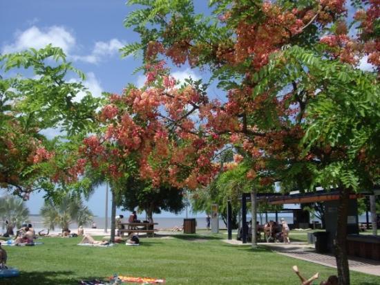 Esplanade Swimming Cairns Australia.