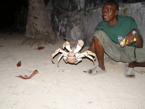 Giant Coconut Crab