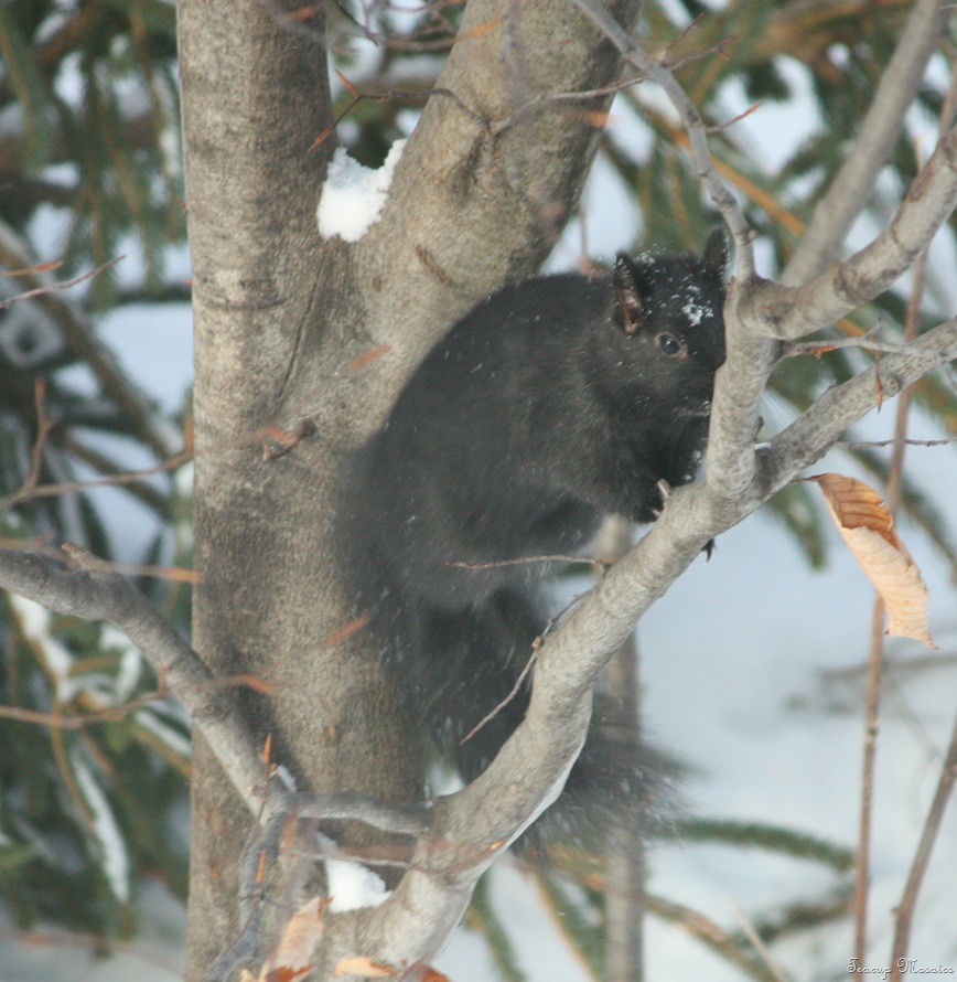 PB-squirrels