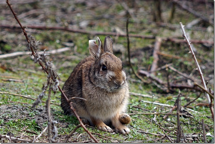 anacortes rabbit 030518 00000