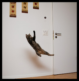 mid air cat, funny cat pictures, funny cats