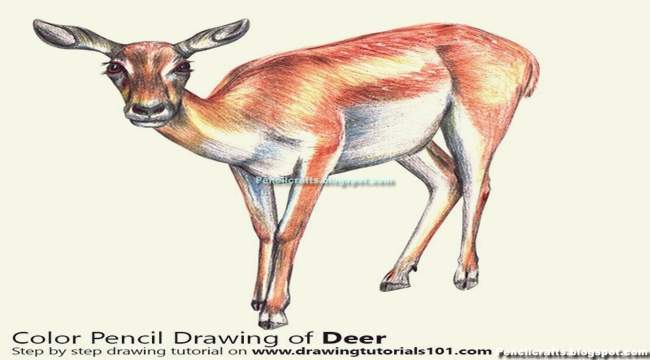 Color Pencil drawing Deer-beginner