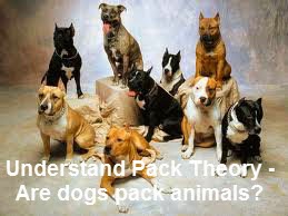 Are dogs pack animals? - Discover How to Understand Pack Theory