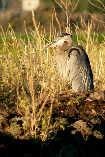 Birdwatching and Nature Vic Fazio Yolo Bypass Wildlife Area