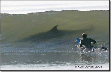 shark