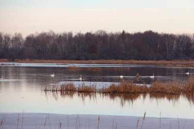 trumpeter swans at Carlos Avery pools