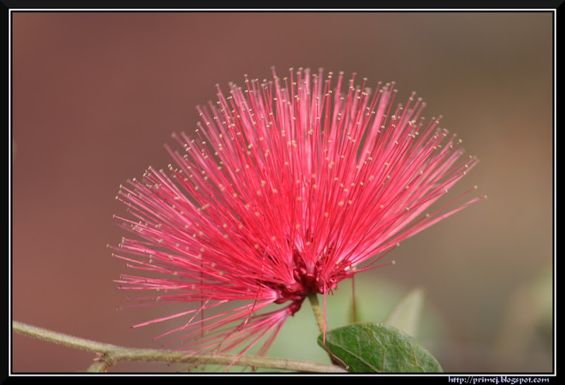 Powder Puff Flower