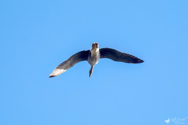 Pink-footed goose