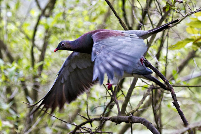 Pigeon Birds Information