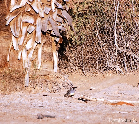 5. Gambel's quail-kab
