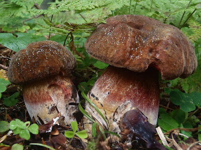 Borowik ceglastopory Boletus luridiformis 