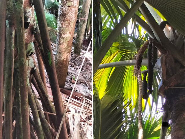 geco palma maschio vallee de mai praslin