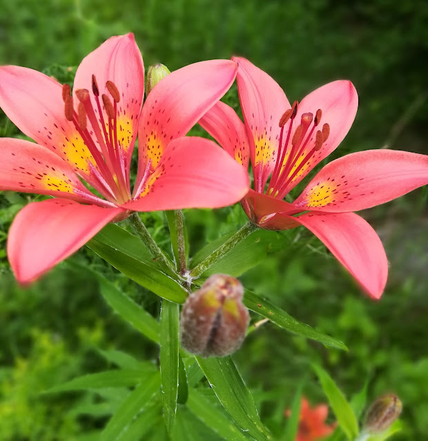 Лилия пенсильванская / Лилия даурская (Lilium pensylvanicum, =Lilium dauricum)