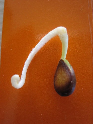 How to grow an apple tree from a seed - My Favorite Things