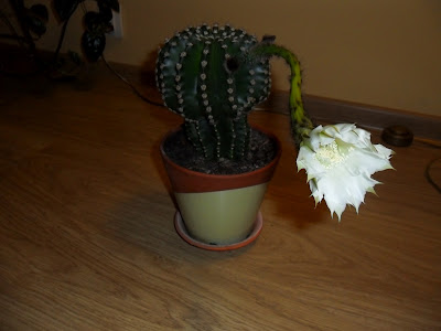 przekwitający echinopsis