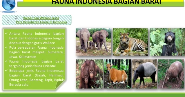  Contoh  Fauna  Di Indonesia Bagian Tengah Berbagai Bagian Penting