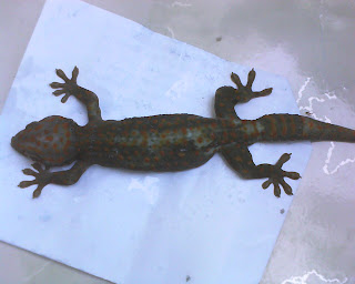 GECKO TRADE: SEBAB TOKEK MATI