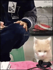Cute Cat GIF • Affectionate kitty wants to be petted. “Dad I need love  and affection...” [ok-cats.com]