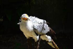 Secretary bird - grey black, white orange yellow eyes