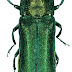 Emerald Ash Borer Treatment- Toxic To Bees?