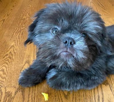 Blue Shih Tzu Puppies For Sale Near Me