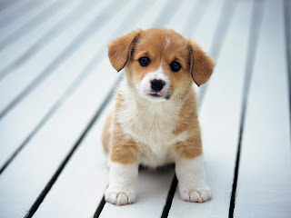 Puppy Wallpaper