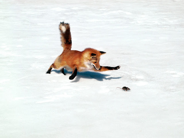 Snow Fox Playing with Rat