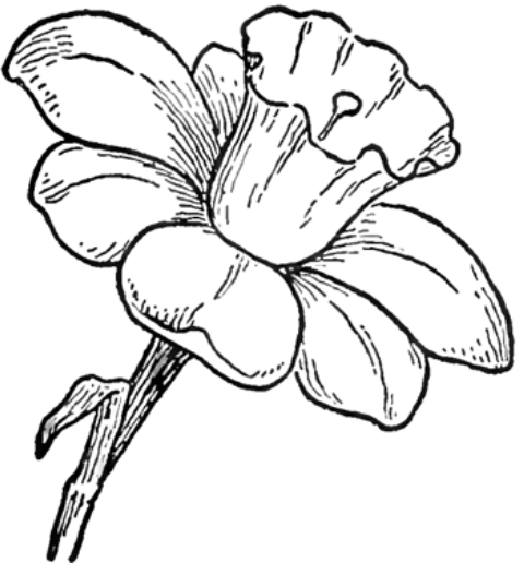 Pictures Of Flowers You Can Draw