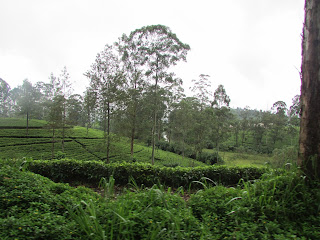 treinreis Ella Sri Lanka theeplantage 