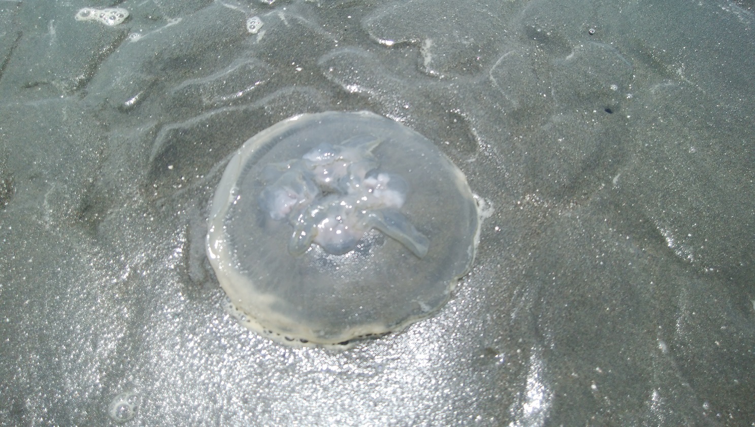 アタマの引き出し は生きるチカラだ クラゲを英語で Jellyfish というわけ クラゲは円盤状で弾力性のある透明なゼラチン質のかたまり