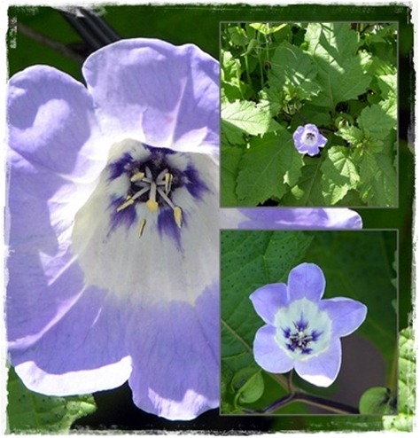 18 nicandra