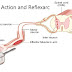 What is the role of brain in reflex action?