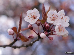 Festival Bunga Sakura, Kisah Disebalik Kecantikan