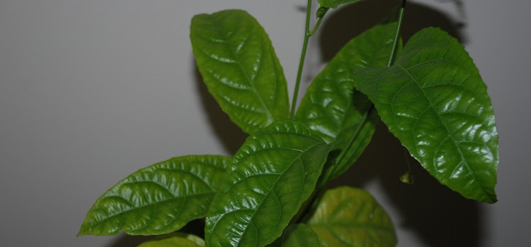 PIĘKNA PASSIFLORA PO LECIE