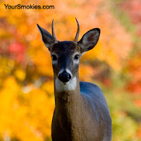 wildlife sightings in the Great Smoky Mountains national park