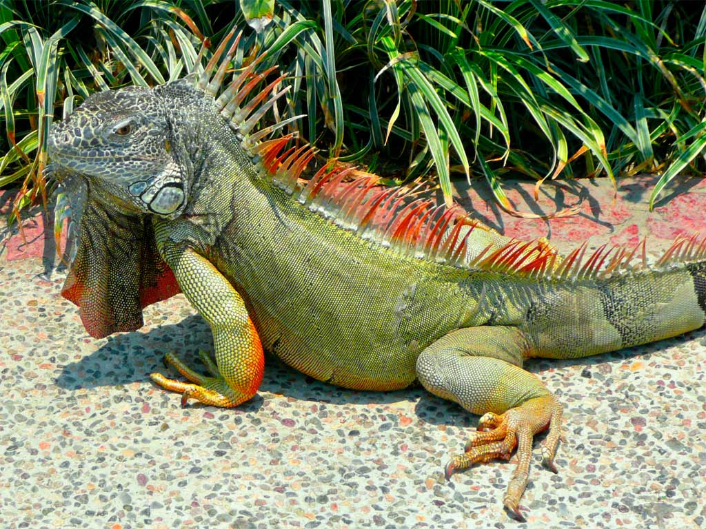 iguana peru