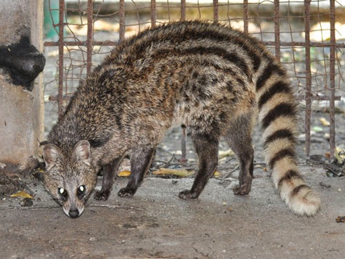 JENIS MUSANG YANG COCOK UNTUK HEWAN PELIHARAAN CARA BUDIDAYA