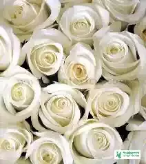 White Rose Flower Images - Flower Images - Flower Pic 2023 Images - Flower Pictures Download - Various Flower Images - fuller chobi - NeotericIT.com - Image no 13