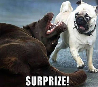 dog surprises pug, brown dog and pug, scared pug, pug funny, pug meme, funny dog pictures