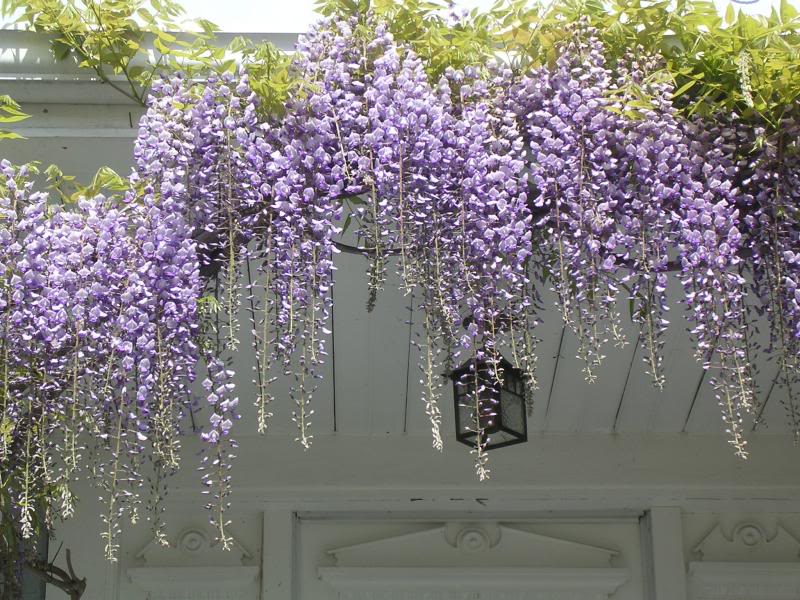 and climbers flowering vines Climbing How Enhances Dream The Of Your Patios: With Home Vines Beauty