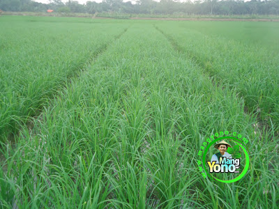 FOTO 1 : Tanaman Padi NAZWA Umur 29 HST di Sawah Rawa - 80 HST Panen