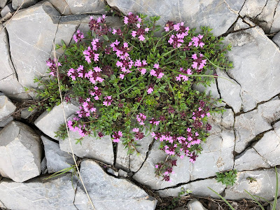 [Lamiaceae] Thymus serpyllum – Wild Thyme (serpillo)