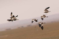 sociable lapwing turkey