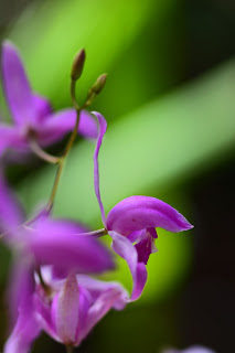 pink tropical orchid flowers